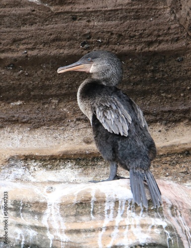 Flyless Kormoran - flugunfähiger Kormoran Galapagosisland  photo