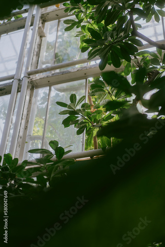 plant in a greenhouse