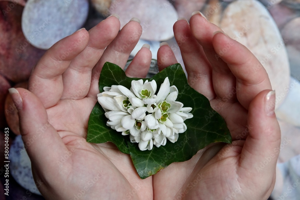A bouquet of blooming snowdrops lined with green ivy leaves in a girl's hands. A concept expressing spring and innocence. High quality photo A bouquet of blooming snowdrops lined with green ivy leaves in a girl's hands. A concept expressing spring and innocence. High quality photo