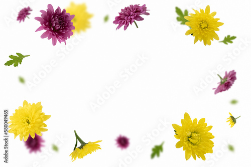 Composition of yellow and pink flower buds on white background. Flying plants in the air. Spring, summer background frame
