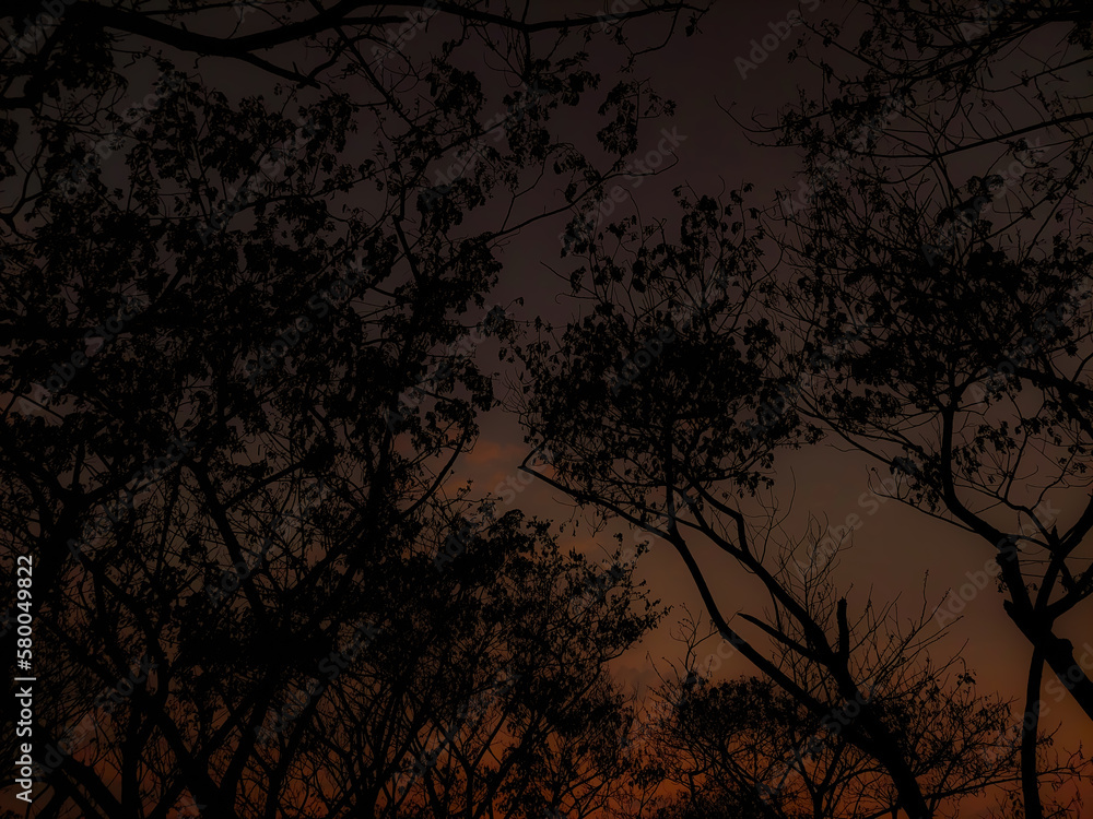 sunset in the forest