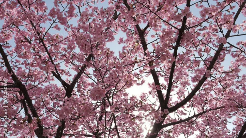 Slow motion of beautiful swaying cherry blossoms on a sunny spring day Slow motion of beautiful swaying cherry blossoms on a sunny spring day