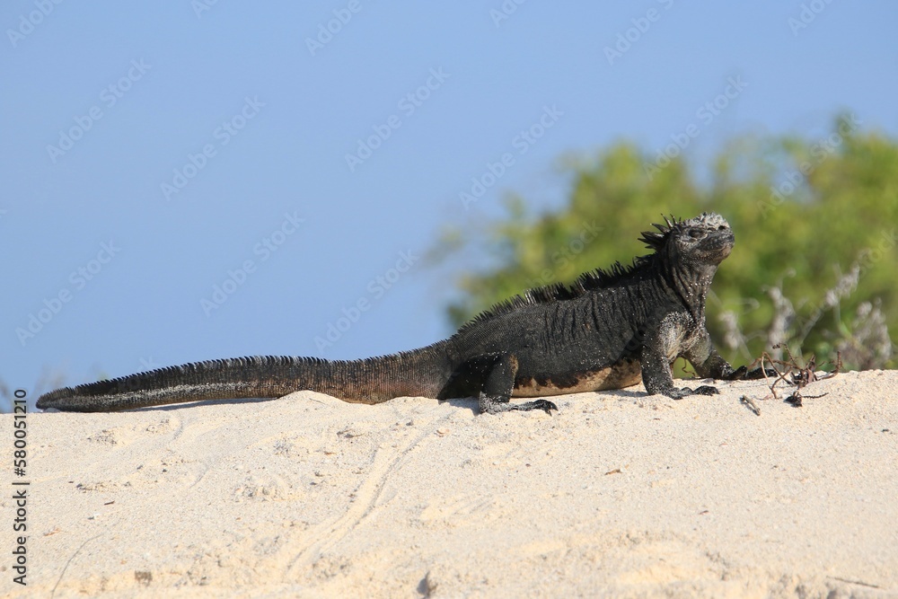 Fototapeta premium Iguana auf Galapagos Island