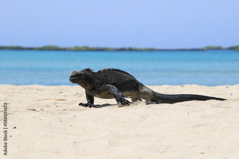 Fotografie Meeresechsen - Iguana auf Galapagos