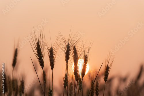 Ears of golden wheat in wheat field with natural sunset background  ripening ears of wheat field for rich harvest concept.