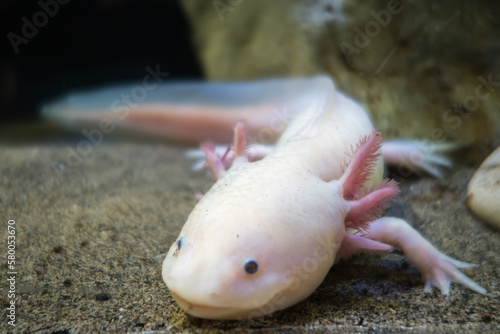 Axolotl on the sand