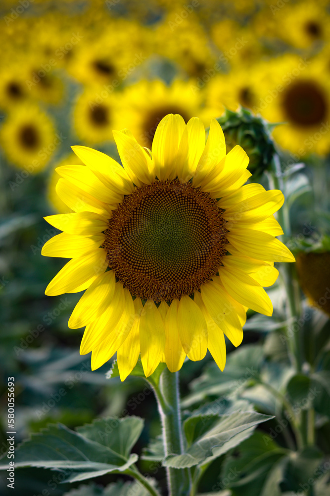 Fototapeta premium sunflower in the field
