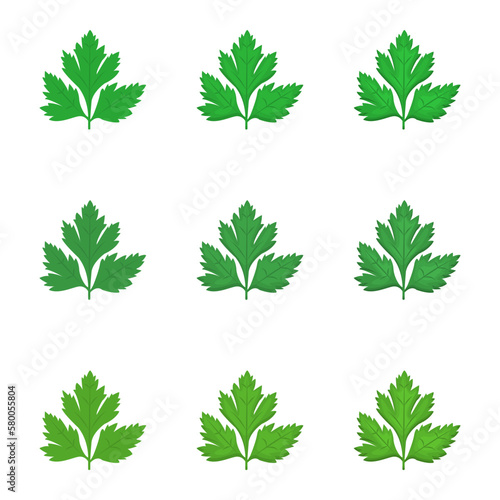 A vector drawn coriander illustration with various colors and amount of details