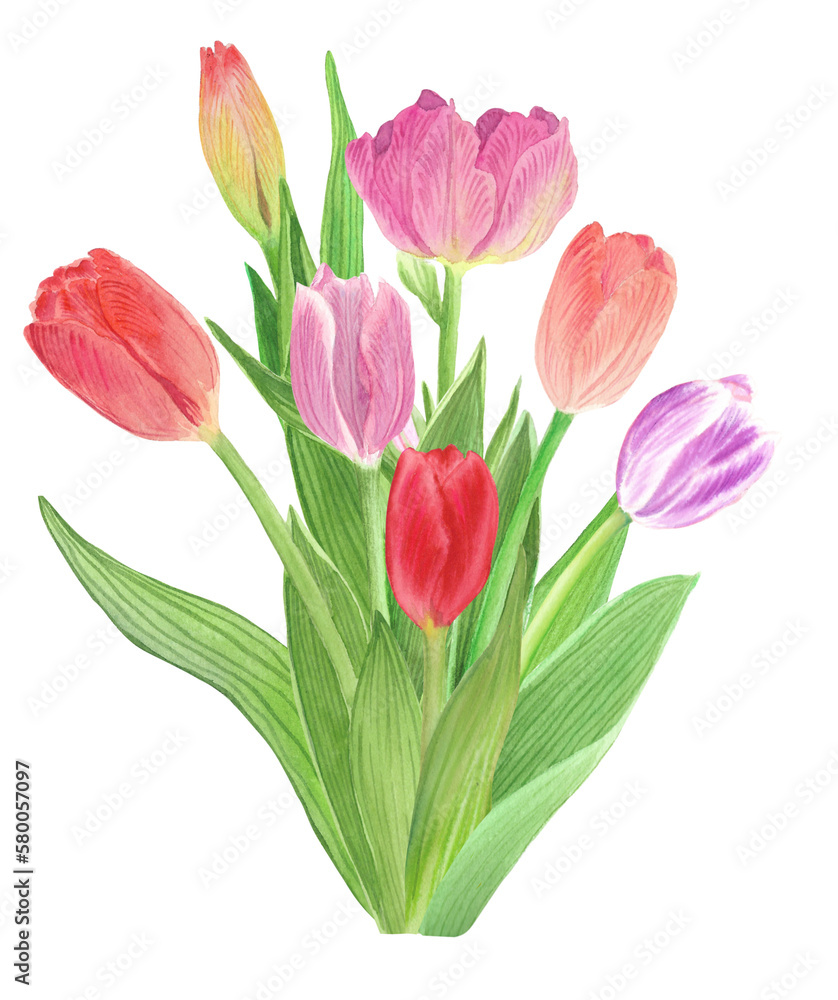 A bunch of tulips, romantic watercolor painting. An element is isolated and can be used as a floral botanical decoration 