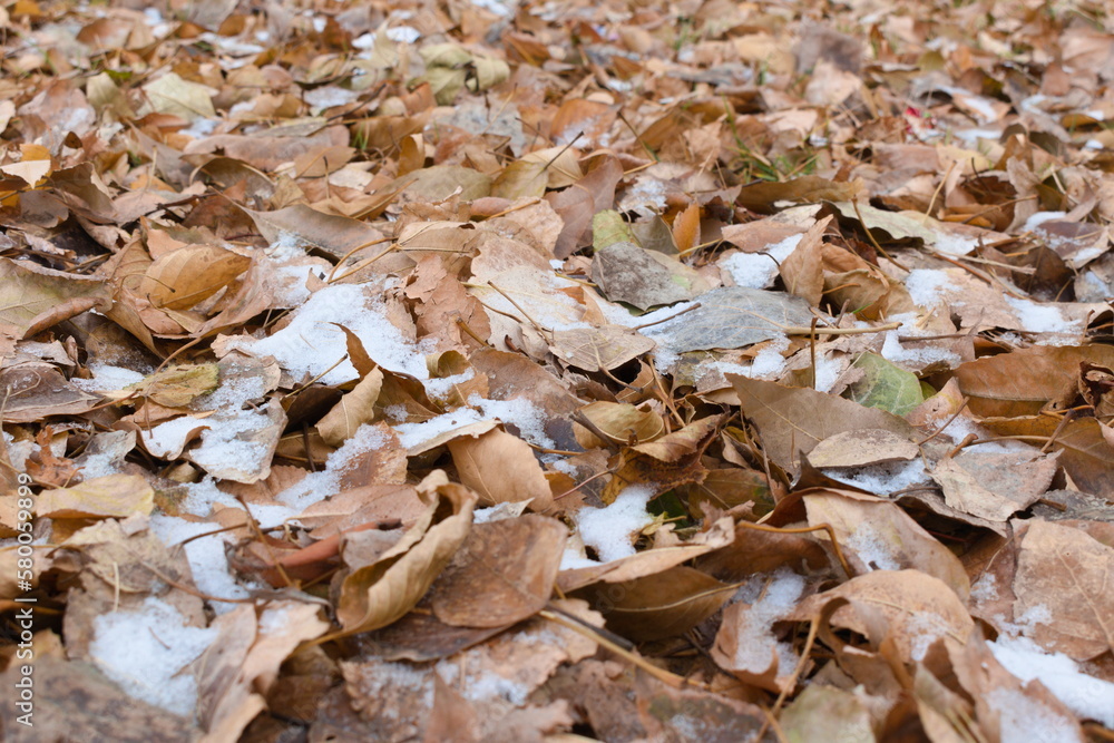 fallen autumn leaves fallen autumn leaves