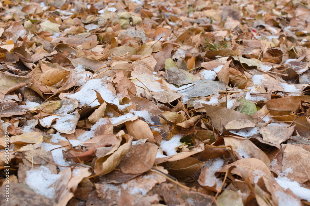 fallen autumn leaves