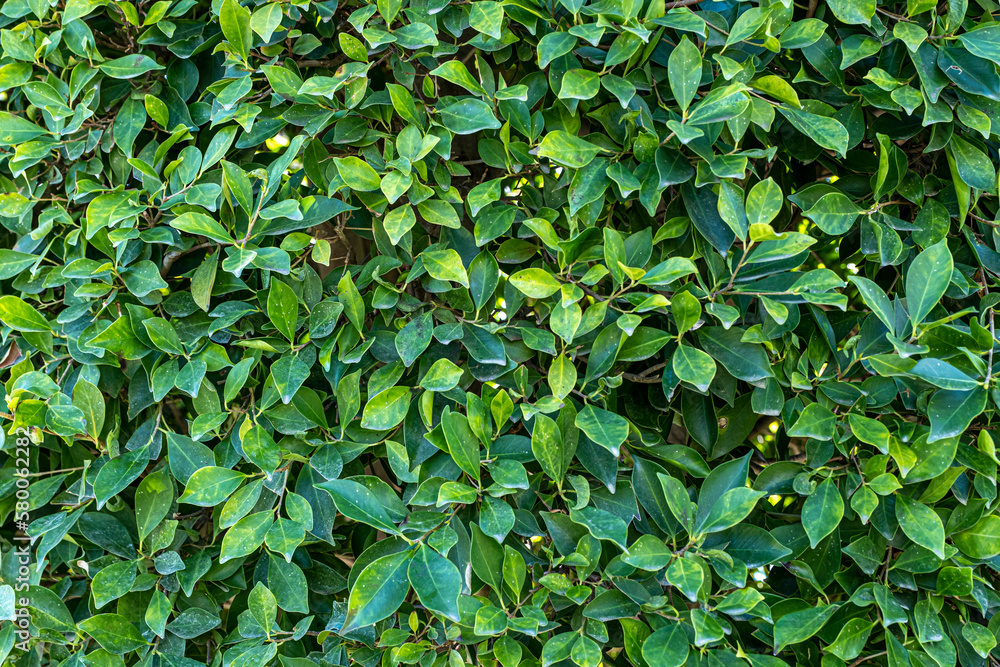 Natural leaf texture pattern background Natural leaf texture pattern background