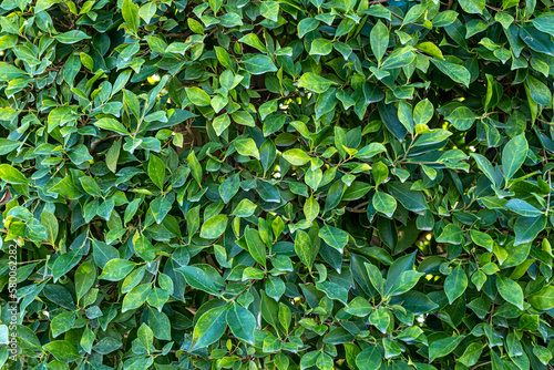 Natural leaf texture pattern background © bekir