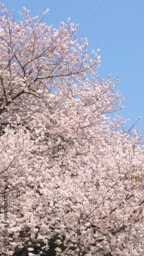 風に揺れる満開の桜と青空 風に揺れる満開の桜と青空
