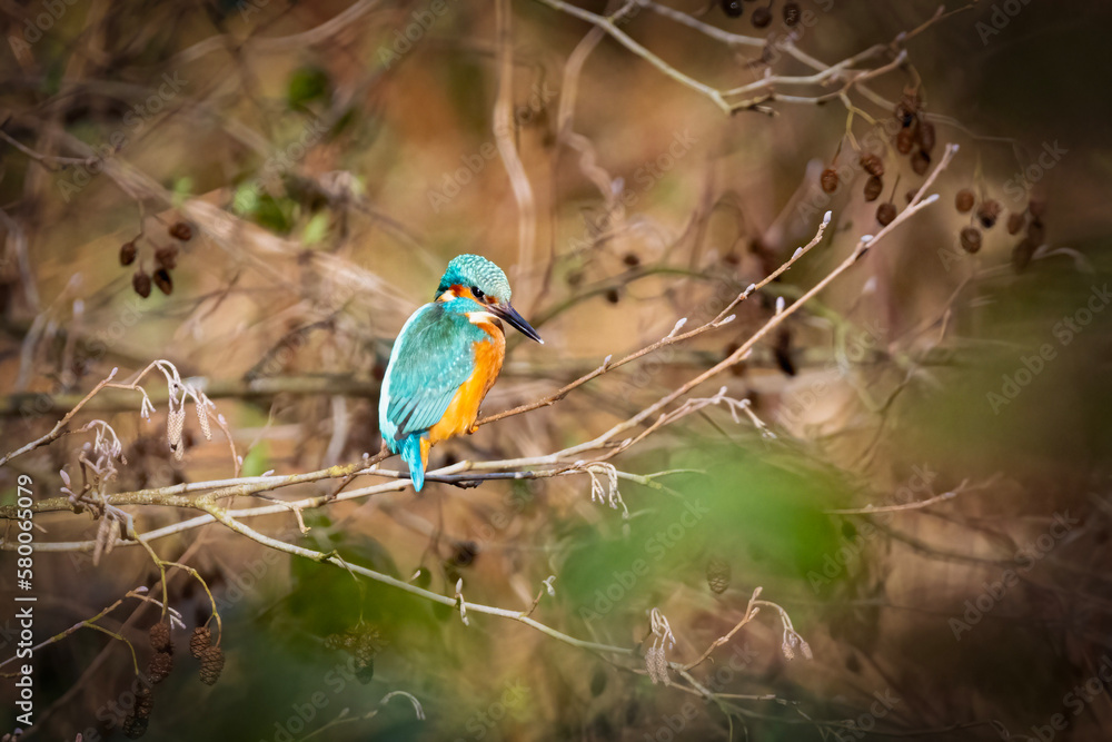 Obraz premium Kingfisher