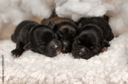 cute photo session of newborn puppies in fluffy clouds © Kate