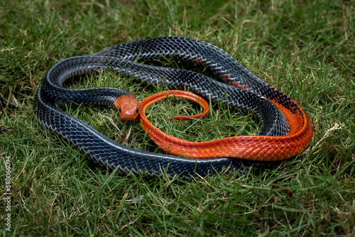 The Red-headed Krait (Bungarus flaviceps) is a snake with dramatic coloration native to South East Asia. photo