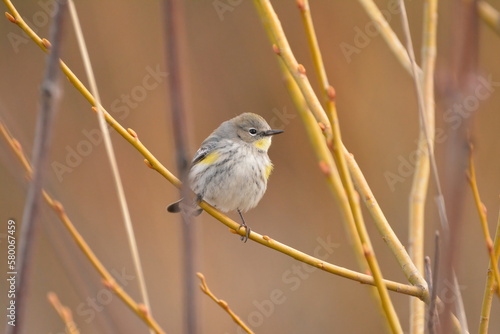 Yellow-rumped Warbler on a branch