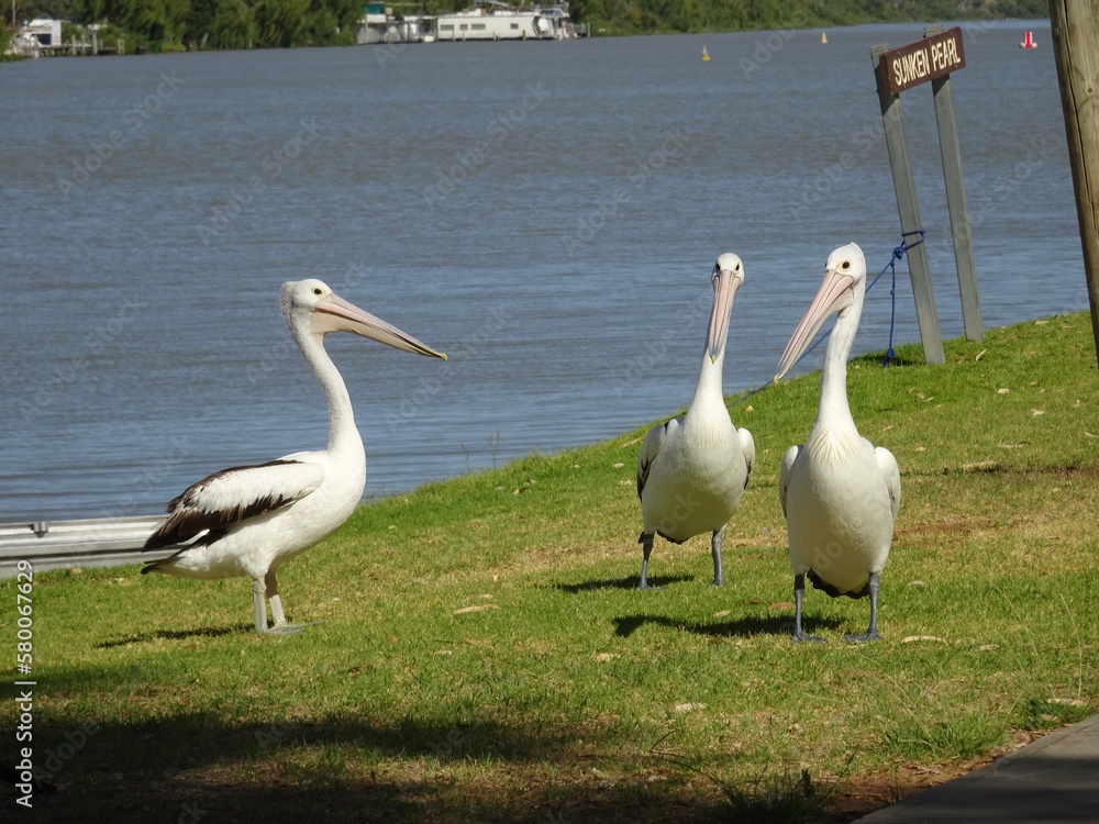Obraz premium Groupe of Pelicans near the water