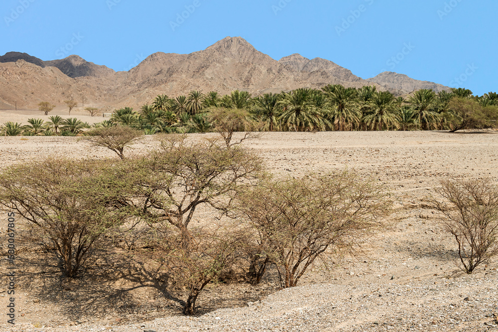 Wadi im Hadschar-Gebirge