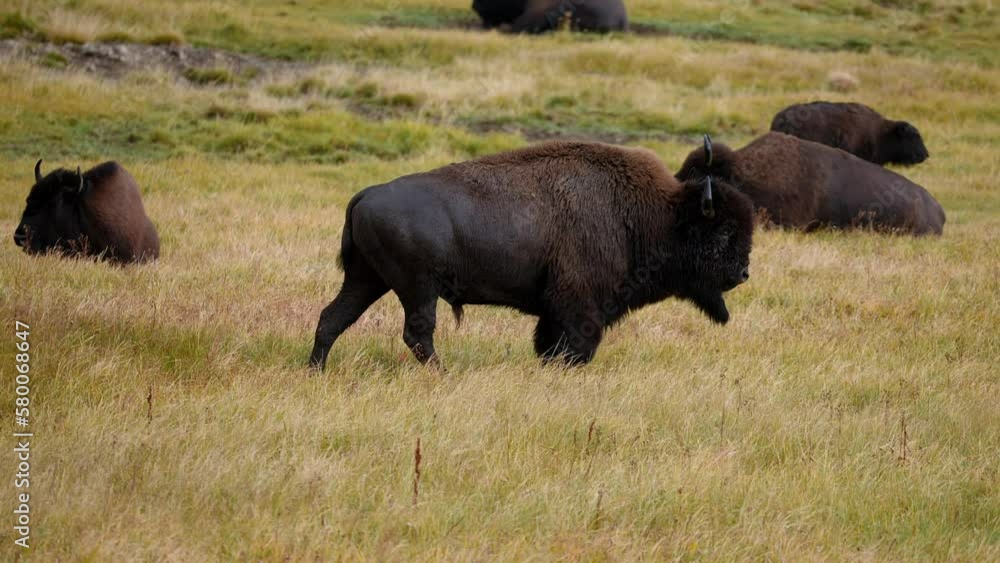 Wild bisons resting in the field in a Yellowstone National Park. Wildlife animals in the USA. Wild bisons resting in the field in a Yellowstone National Park. Wildlife animals in the USA.