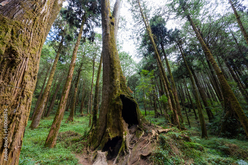 Giant tree with big hole in forest at alishan national park