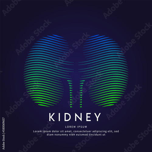 Human kidney medical structure. Vector logo kidney color silhouette on a dark background. EPS 10