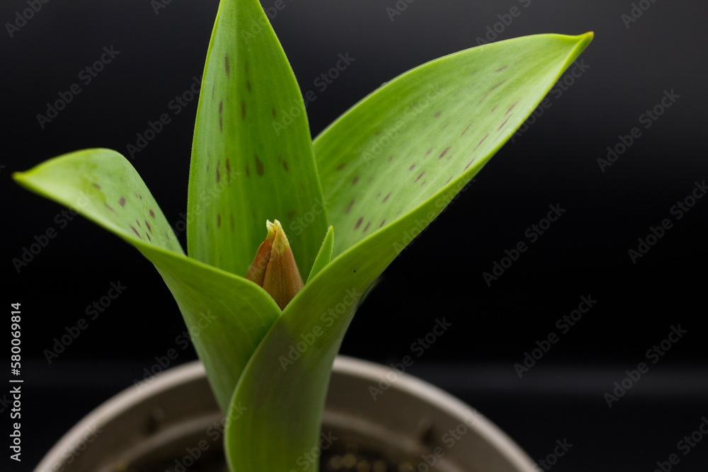 spring flowers, flower buds, plants on a dark background spring flowers, flower buds, plants on a dark background