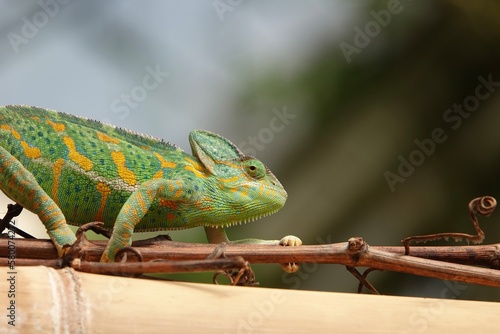 Chameleon close up. Multicolor Beautiful Chameleon closeup reptile with colorful bright skin. The concept of disguise and bright skins. Exotic tropical pet. High quality photo