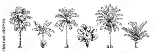 Hand drawn black and white tropical palms. Vector illustration set. Hawaiian plants in realistic style. Foliage design. Botanical elements isolated on a white background.