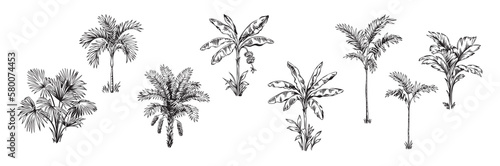 Hand drawn black and white tropical palms. Vector illustration set. Hawaiian plants in realistic style. Foliage design. Botanical elements isolated on a white background. © Anna Sm