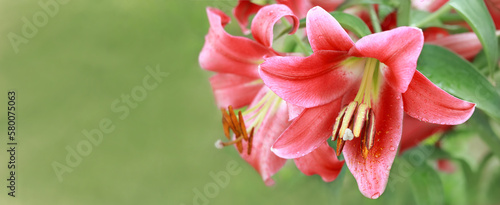Lilium longiflorum flowers in the garden. Blooming red tropical flower Lily. Beautiful lily flower in spring garden. Mothers day. Red Stargazer Lily flower on natural background with place for text
