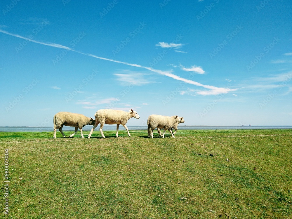 Three sheep on a dyke in northern Germany Three sheep on a dyke in northern Germany