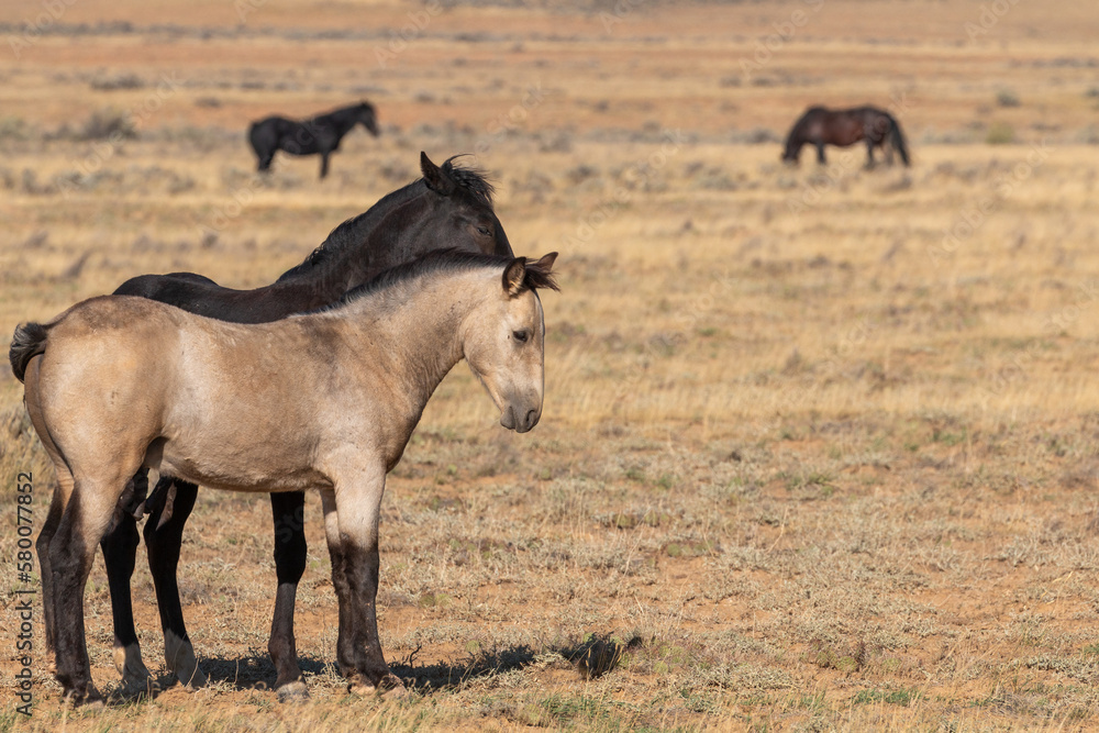 Pair of Young Wild Horse Stallions Sparring in the Wyoming Desert in Autumn Pair of Young Wild Horse Stallions Sparring in the Wyoming Desert in Autumn