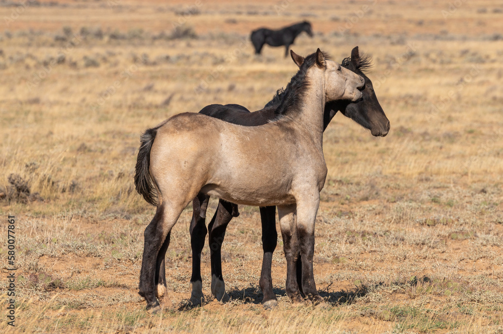 Pair of Young Wild Horse Stallions Sparring in the Wyoming Desert in Autumn Pair of Young Wild Horse Stallions Sparring in the Wyoming Desert in Autumn