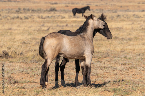 Pair of Young Wild Horse Stallions Sparring in the Wyoming Desert in Autumn