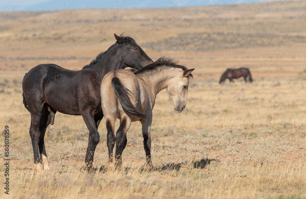 Pair of Young Wild Horse Stallions Sparring in the Wyoming Desert in Autumn Pair of Young Wild Horse Stallions Sparring in the Wyoming Desert in Autumn