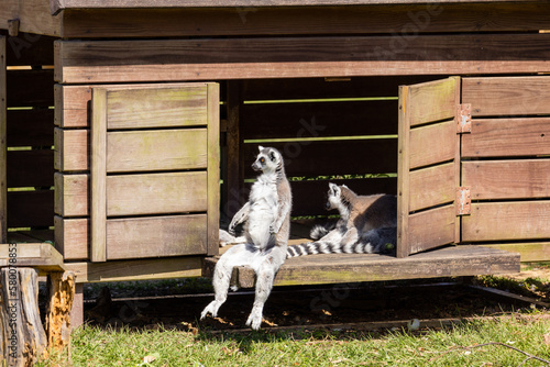 Lemur sit on the wooden house