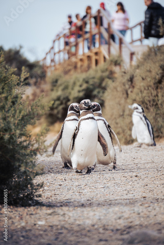 Pingüinos Patagonia, Argentina