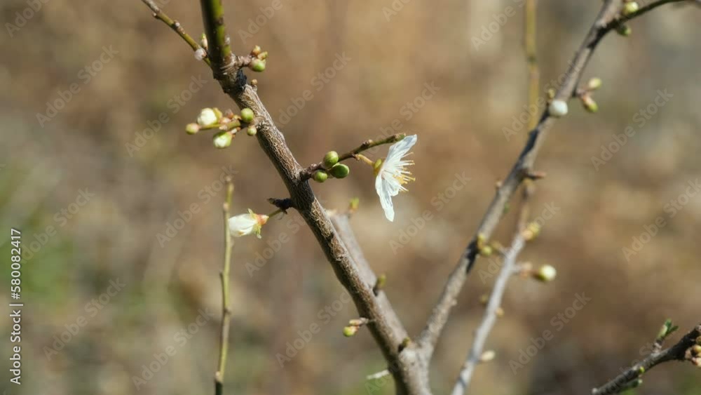 Growing Peach tree sprout bud for incoming spring season, nature environment science,4k Growing Peach tree sprout bud for incoming spring season, nature environment science,4k