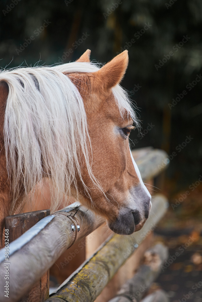 Obraz premium A red-colored horse with a white mane near a wooden fence. A horse in a stall and three wooden partitions.