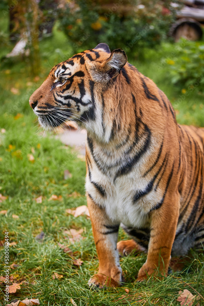 Fototapeta premium Tiger. Tiger head close-up on a green background. The wild nature. Zoo.