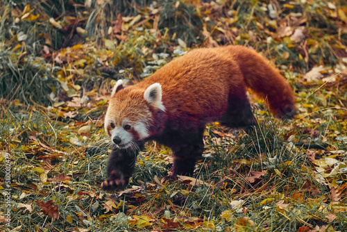 A red panda quietly sneaks up on the background of autumn fallen leaves. Panda in the wild.