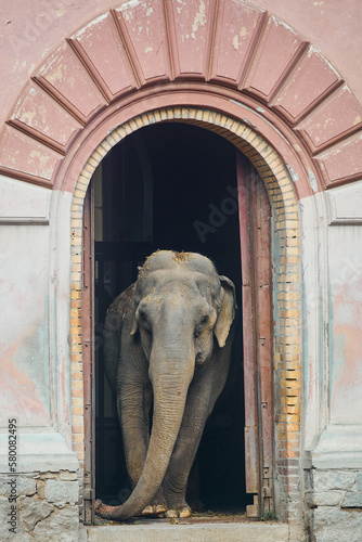 Elephant. An elephant in an ecological zoo goes for a walk. Elephant at the door.