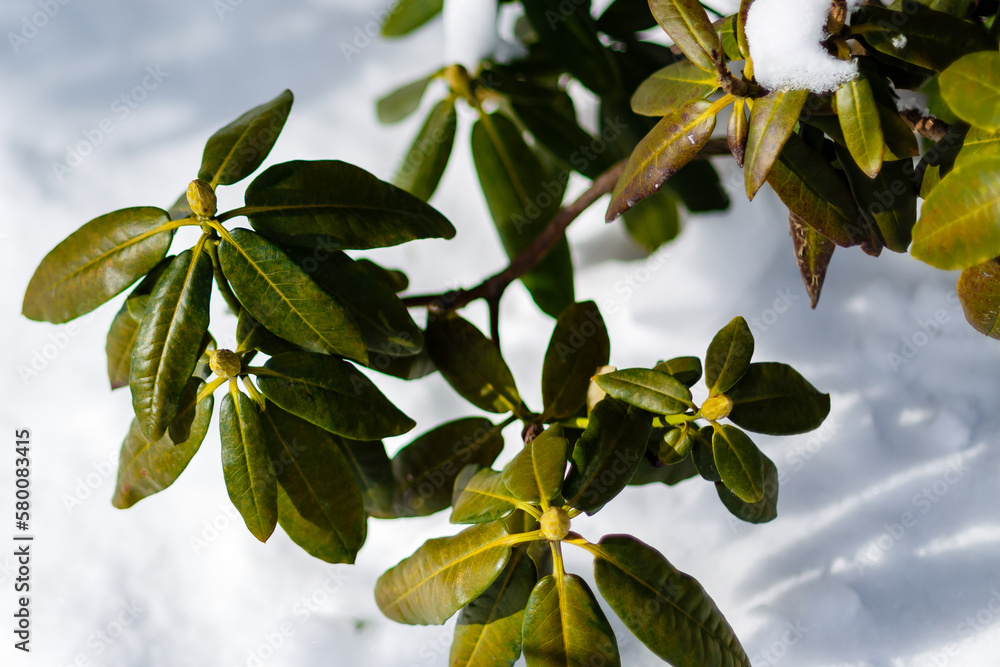 Obraz premium Rhododendron in early spring. Rhododendron buds in the snow in spring