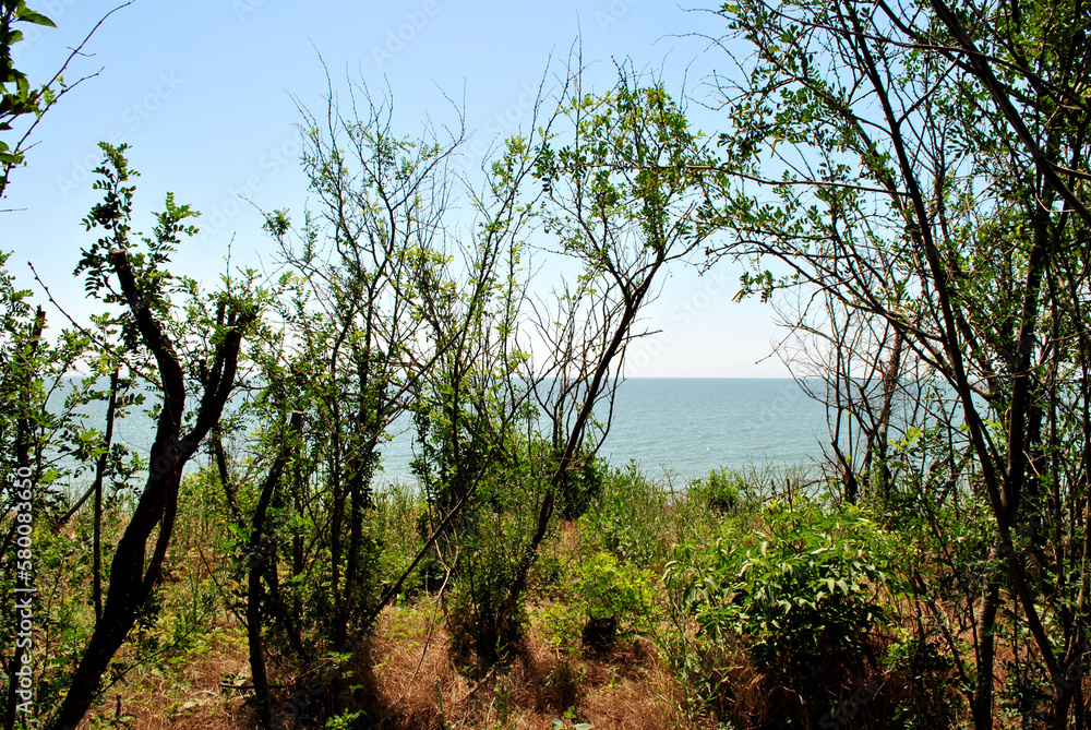 trees in the forest near the sea