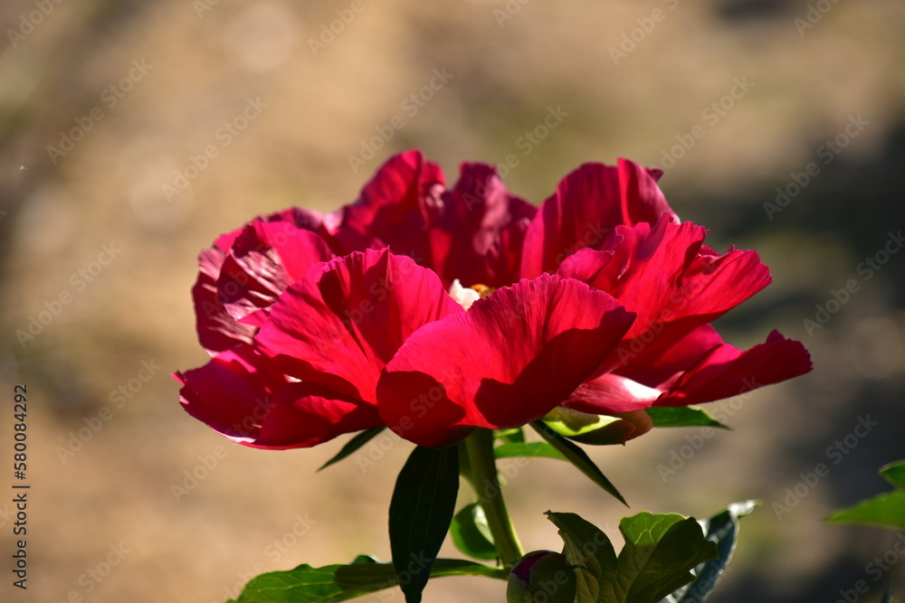 Peonies with red flowers on a background of green leaves