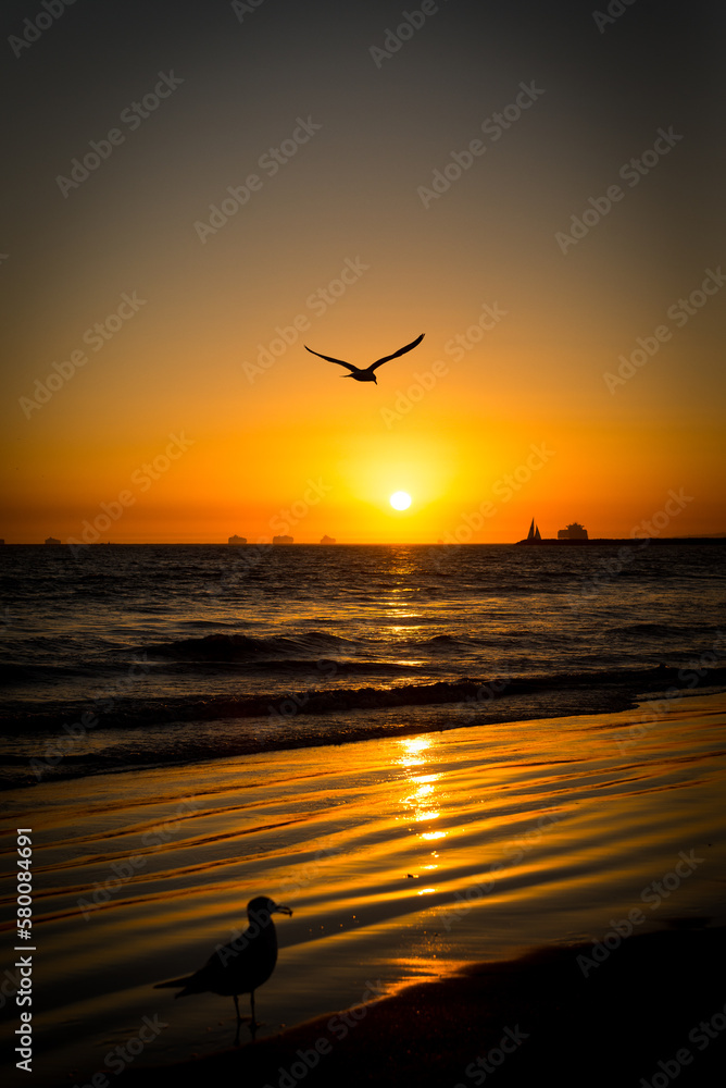 Seagull flying at the beach during sunset