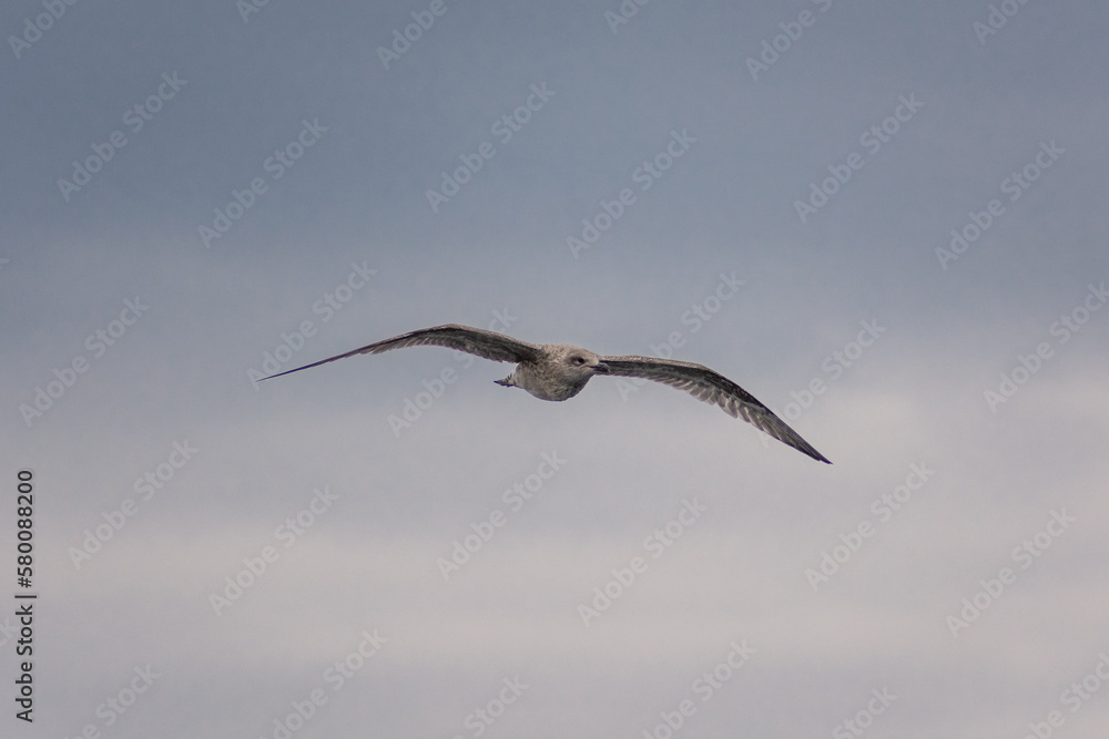 Seagull in the ocean of Senja Island, Norway Seagull in the ocean of Senja Island, Norway