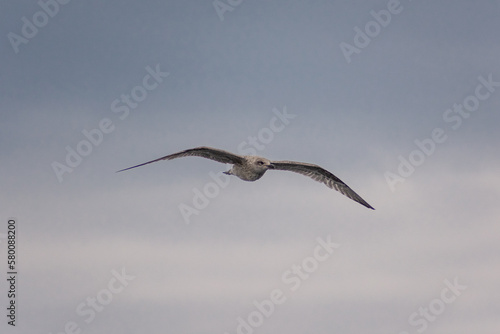 Seagull in the ocean of Senja Island   Norway